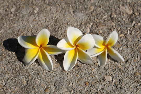 Plumeria flowers,, Rhodes island.