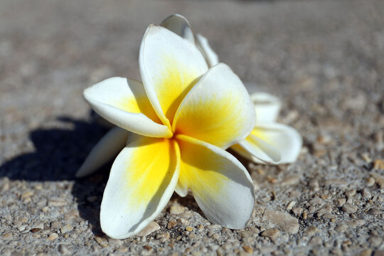 Plumeria flowers,, Rhodes island.