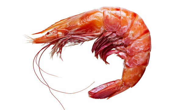 Cooked red shrimp with long antennae and segmented body