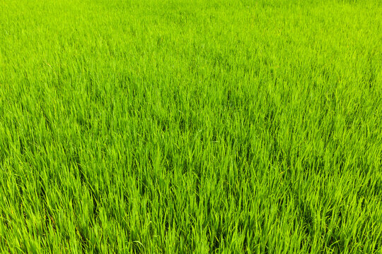 A rice paddy field close up. Tamil Nadu, India
