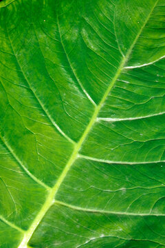 A green leaf close up