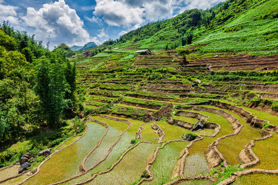 A rice field terraces (rice paddy). Near Cat Cat village, near Sapa, VIetnam, with asian