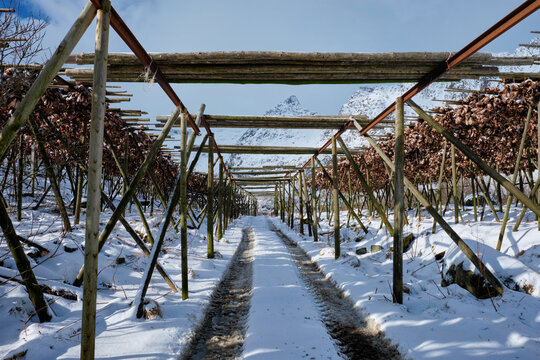 A drying flakes with stockfish cod fish heads in winter. A fishing village, Lofoten islands, Norway