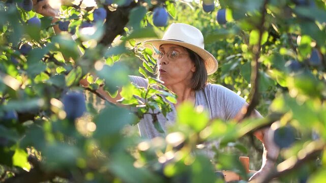 Enjoying ripe plum in orchard