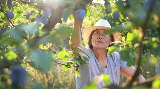 Woman picking ripe plums from tree