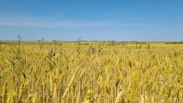 Magnifique paysage de champ de bl&eacute; en train de m&ucirc;rir quelque part dans la vall&eacute;e de Chevreuse (Gometz-la-Ville, &Icirc;le-de-France)
