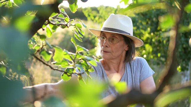 Senior woman harvesting ripe plums from a fruit tree in a family orchard