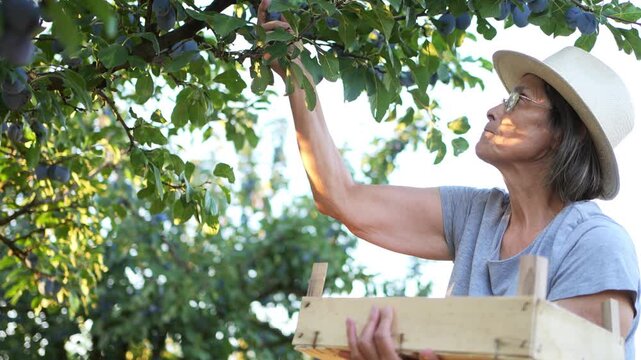 Woman picking plums from plum tree