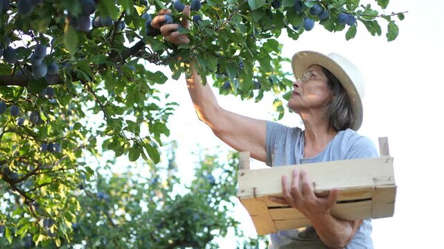 Elderly woman harvesting ripe plums from a tree