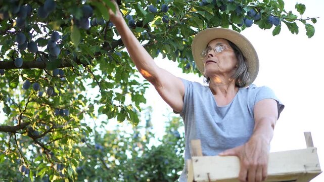 Elderly woman harvesting ripe plums