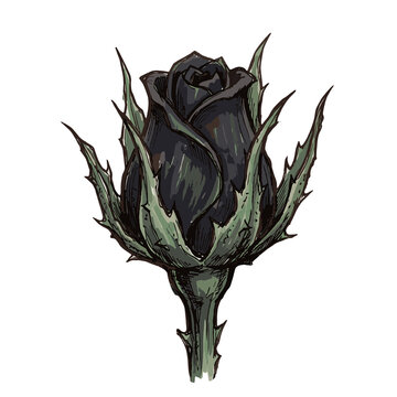 Gothic Black Rose Bud with Sharp Calyx Element, Generative AI Dark Botanical PNG Clipart