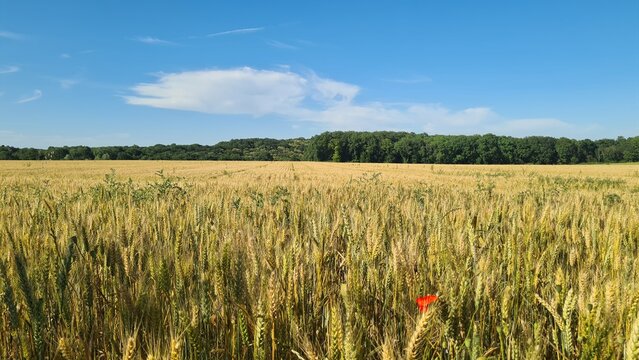 Un magnifique paysage de champ de bl&eacute; quelque part dans les campagnes agricoles de l'&Icirc;le-de-France (Gif-sur-Yvette, vall&eacute;e de Chevreuse)
