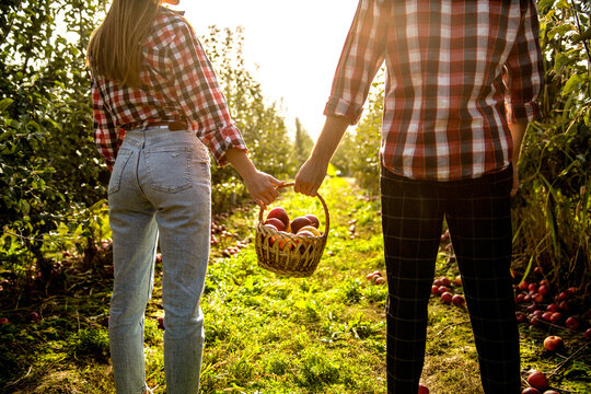 Gardeners holds a basket of ripe apples. Hands holding fruits. Apple basket. Gardening. Woman and man harvesting apples. Hands, apple in basket. Woman and a man hold a basket apples in hand