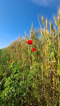 Magnifique paysage de bordure d'un champ de bl&eacute; avec des coquelicots en fleur quelque part dans les campagnes agricoles de l'&Icirc;le-de-France (Gif-sur-Yvette, vall&eacute;e de Chevreuse)