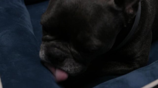 close-up of a French bulldog licking the bed