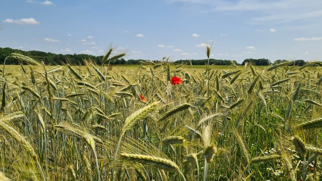 Un beau champ de bl&eacute; avec des coquelicots &agrave; la fin du printemps quelque part dans la vall&eacute;e de Chevreuse (Gometz-la-Ville, &Icirc;le-de-France)