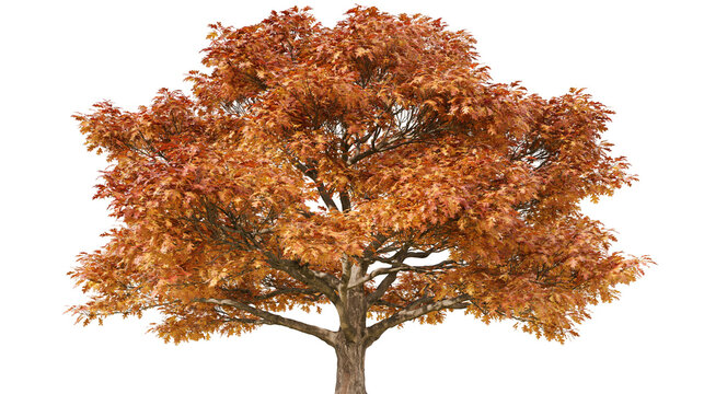 Oak tree with vibrant orange and red autumn leaves