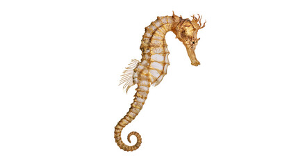 Dried seahorse with golden and white segmented body and curled tail © Sylas