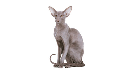 Oriental Shorthair cat sitting with large ears and slender body © Sylas