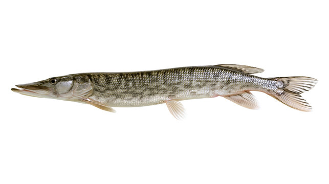 Northern Pike fish with distinctive markings and sharp teeth
