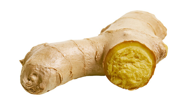 Fresh ginger root with cut end showing fibrous yellow flesh
