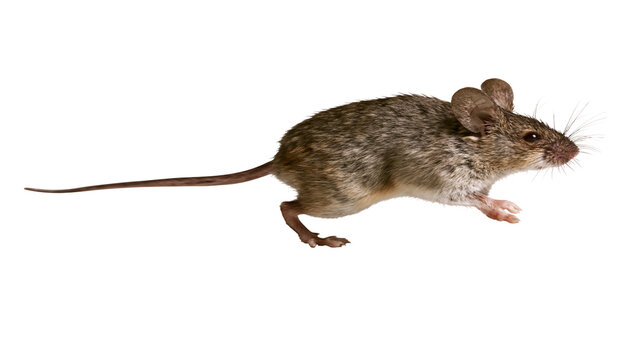 Small brown mouse with long tail on white