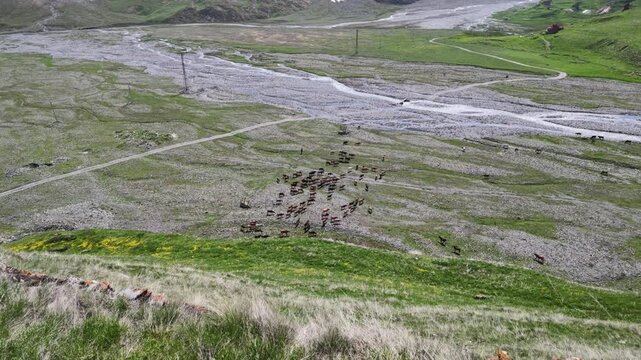 A high angle view of a herd of sheep grazing in a vast rocky riverbed in the mountainous landscape, agriculture and rural life at Truso valley, Georgia