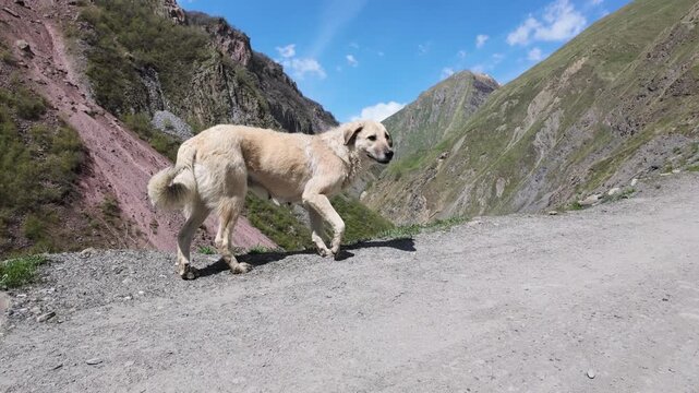 Anatolian shepherd dog standing on gravel mountain path, majestic alpine landscape with steep slopes and clear blue sky, adventure hiking and wilderness exploration, guardian canine on trail