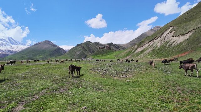 Cows grazing in a wide lush mountain valley under a clear blue sky, green alpine pastures with distant snow capped peaks, summer livestock farming in a serene pastoral landscape, Truso valley, Georgia