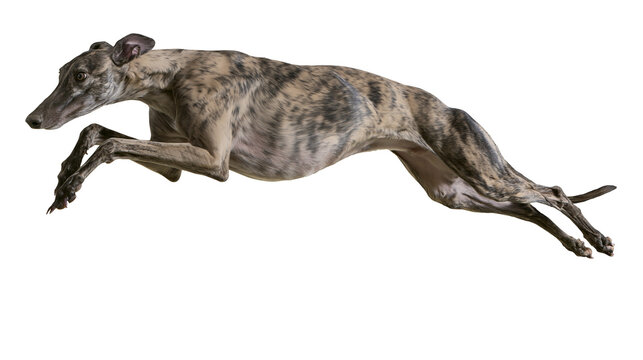Brindle Greyhound dog running with legs extended
