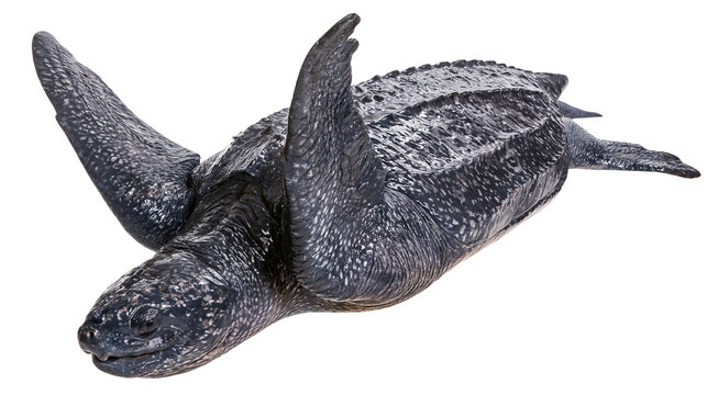 Leatherback sea turtle swimming with flippers extended