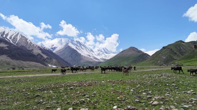 Herd of cattle grazing in a lush alpine meadow beneath towering snow-capped mountain peaks, tranquil landscape scenery, remote valley pastures, pastoral countryside atmosphere in Truso valley, Georgia