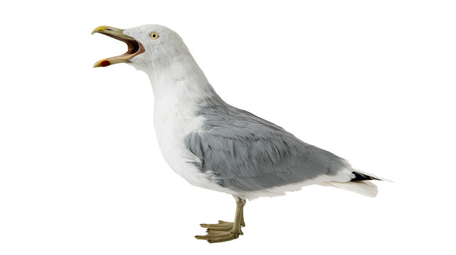 Seagull bird with open beak and yellow eyes