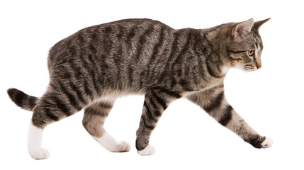 Tabby cat walking with white paws and tail © Sylas