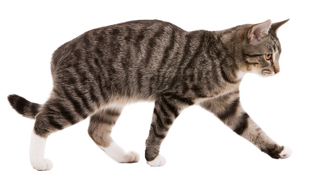 Tabby cat walking with white paws and tail