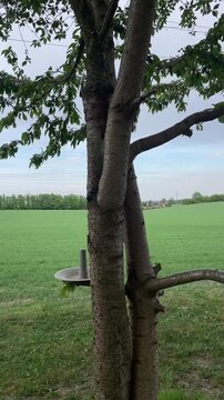 Tree hung feeder over green field with overcast sky, rustic wooden feeder suspended from low branch, distant pylons on horizon, gentle breeze rustles