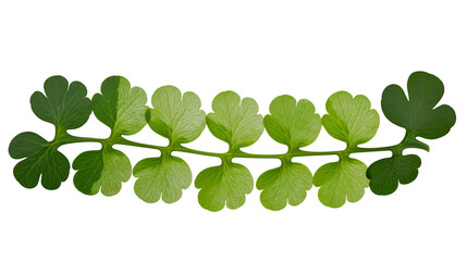 Green fern branch with multiple clover-shaped leaves © Sylas