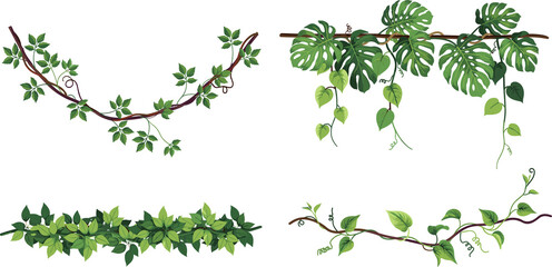 Obraz premium Tropical jungle liana branches and monstera climbing vine vector set