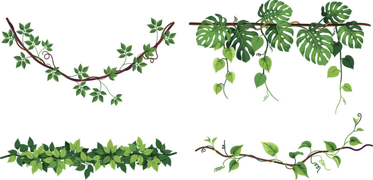 Tropical jungle liana branches and monstera climbing vine vector set