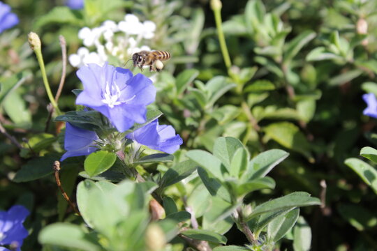 Honeybee Flying and Pollinating Beautiful Blue Evolvulus Flower in Garden