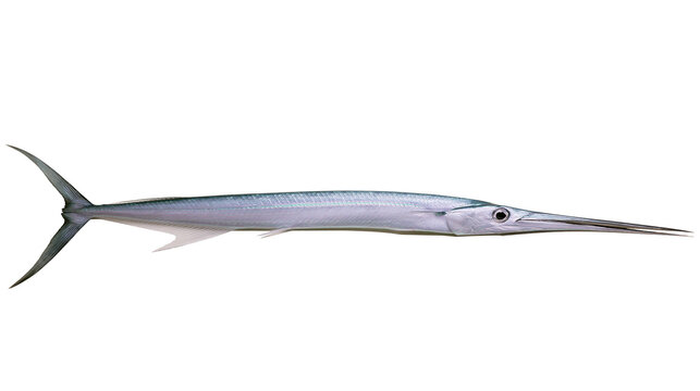 Long needlefish with sharp jaw and silver scales