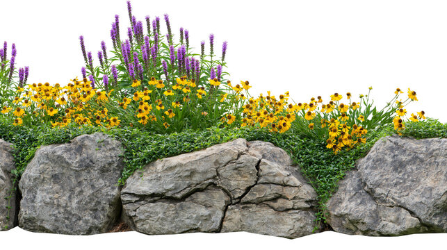 Purple Liatris and Yellow Coneflowers blooming in garden bed with rocks