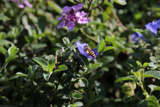 Honeybee Flying and Pollinating Beautiful Blue Evolvulus Flower in Garden