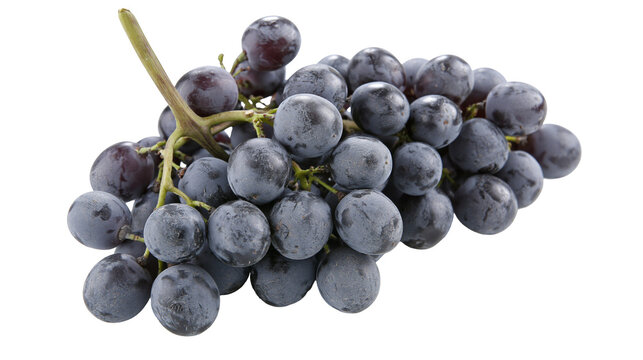 Dark Blue Grapes Bunch on Stem