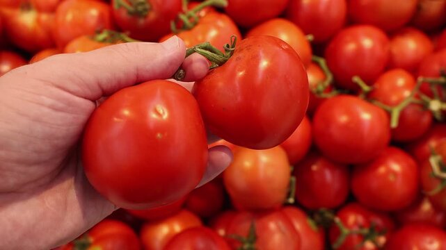 Fresh red tomatoes on vine held in hand at grocery store. Close up of raw organic vegetables being selected by shopper from supermarket shelf display with bunch of tomatoes in background.