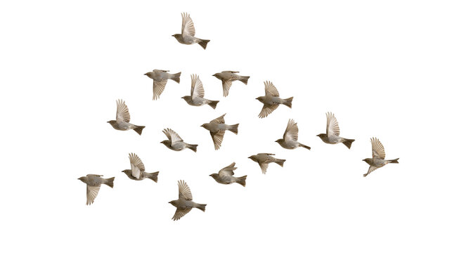 Flock of sparrows flying in formation