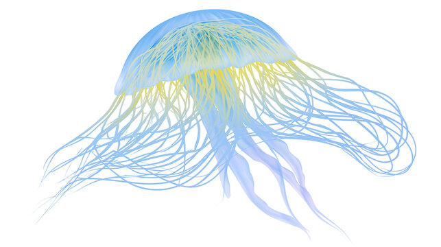 Blue and yellow jellyfish with long tentacles