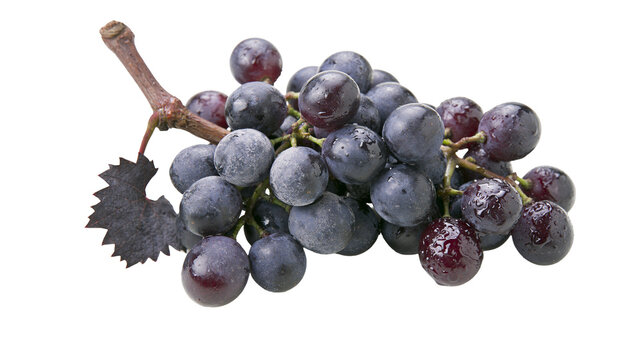 Dark blue grapes with stem and leaf
