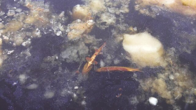 A thaw in late winter. Lakes are melting. As it turned out, in the dead of winter there was a starvation of fish (winter kill), and the pike died