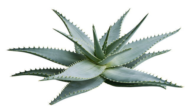 Succulent Aloe Vera Plant with Spiky Leaves
